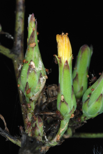 Lactuca canadensis (Canada wild lettuce) (alternate view 3)