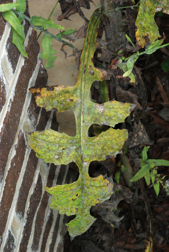 Lactuca canadensis (Canada wild lettuce) (alternate view 4)