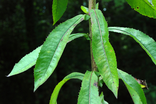Lactuca canadensis (Canada wild lettuce) (alternate view 5)