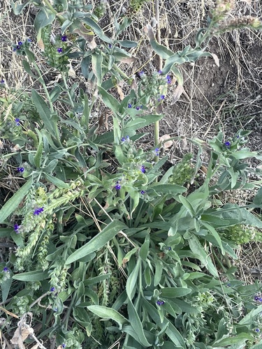 Anchusa officinalis (common bugloss)