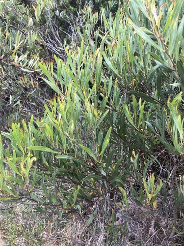 Acacia stricta (Hop wattle) (alternate view 5)