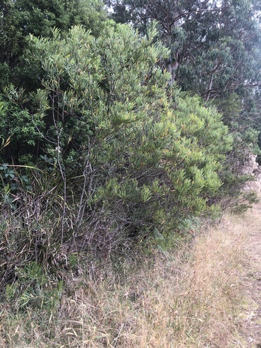 Acacia stricta (Hop wattle) (alternate view 6)