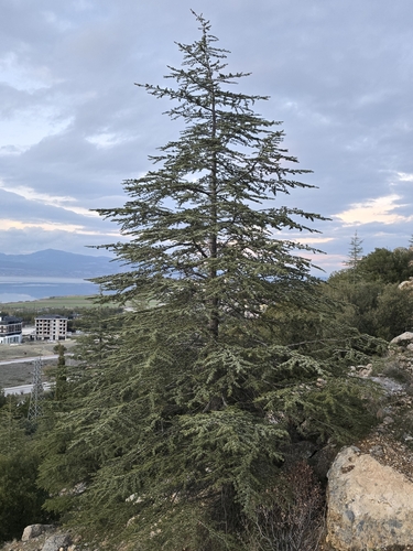 Cedrus libani (cedar of Lebanon) (alternate view 5)