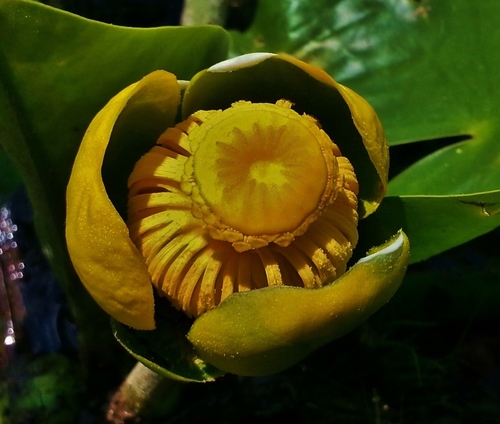 Nuphar advena (spatterdock) (alternate view 6)