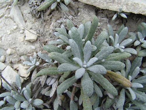 Salvia canescens var. daghestanica (Daghestan Sage)