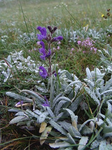 Salvia canescens var. daghestanica (Daghestan Sage) (alternate view 2)