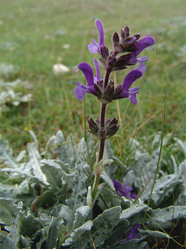 Salvia canescens var. daghestanica (Daghestan Sage) (alternate view 3)