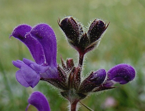 Salvia canescens var. daghestanica (Daghestan Sage) (alternate view 4)