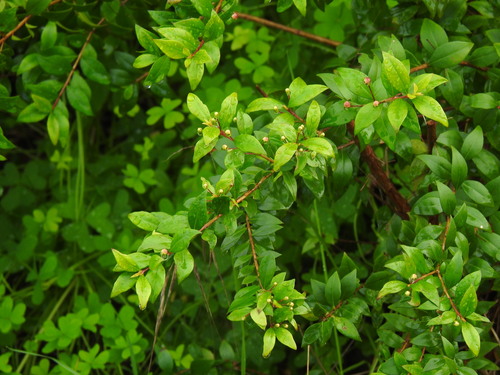 Myrtus communis (alternate view 4)
