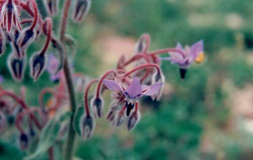 Borago officinalis (borage)