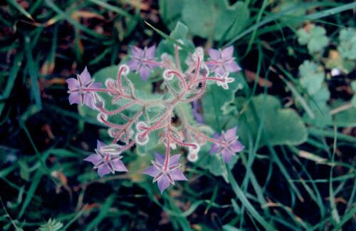 Borago officinalis (borage)