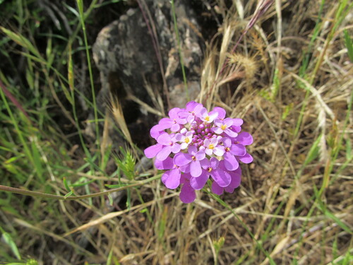 Iberis (Candytufts) (alternate view 4)