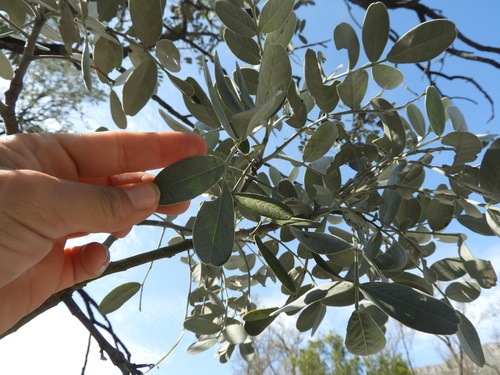 Dermatophyllum secundiflorum (Texas mountain laurel) (alternate view 7)