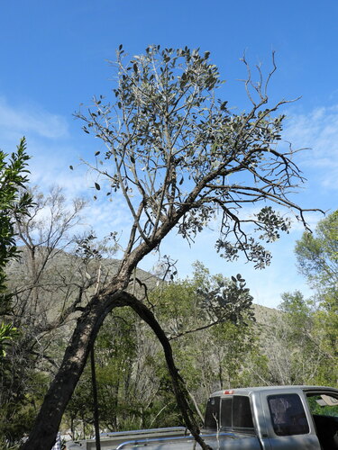 Dermatophyllum secundiflorum (Texas mountain laurel) (alternate view 8)