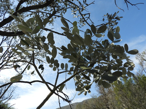 Dermatophyllum secundiflorum (Texas mountain laurel) (alternate view 6)