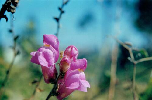 Antirrhinum (Snapdragons) (alternate view 2)