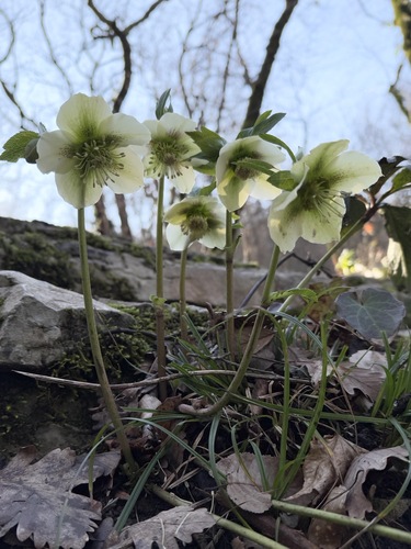 Helleborus orientalis (Lenten Rose)