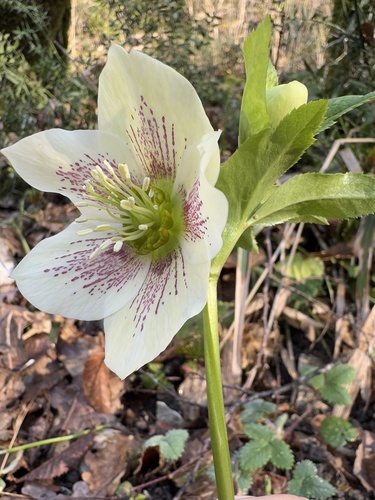 Helleborus orientalis (Lenten Rose)