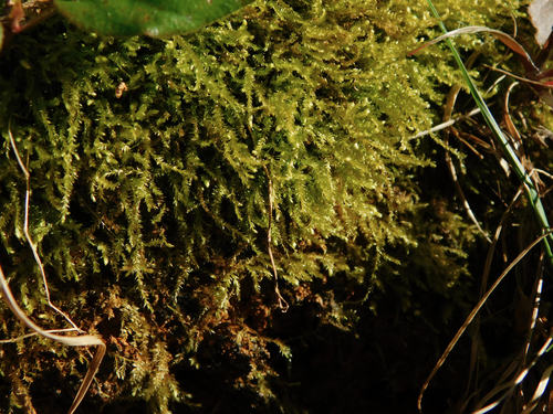 Oxyrrhynchium hians (Swartz's Feather-moss)