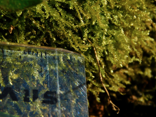 Oxyrrhynchium hians (Swartz's Feather-moss)
