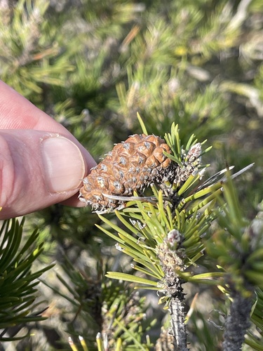 Pinus contorta var. contorta (Shore Pine) (alternate view 3)