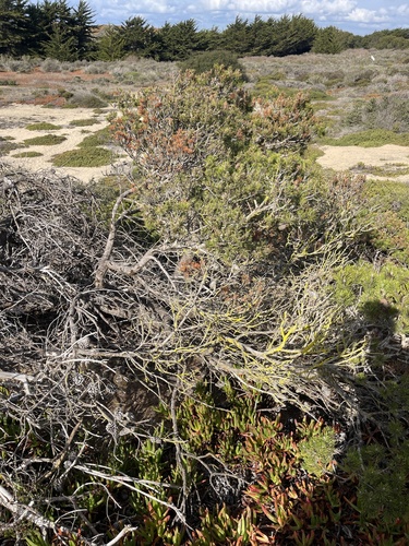 Pinus contorta var. contorta (Shore Pine) (alternate view 5)