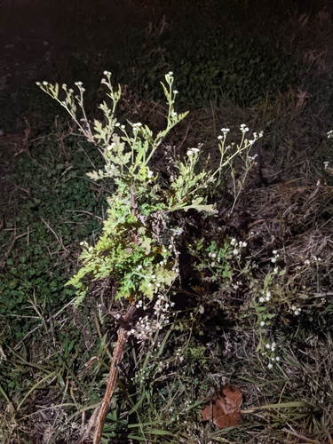 Parthenium hysterophorus (Santa Maria feverfew)