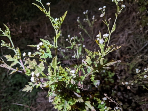 Parthenium hysterophorus (Santa Maria feverfew)