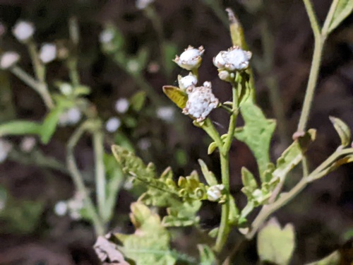 Parthenium hysterophorus (Santa Maria feverfew)