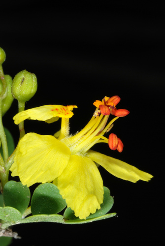 Parkinsonia (palo verde) (alternate view 5)