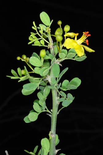 Parkinsonia (palo verde) (alternate view 6)