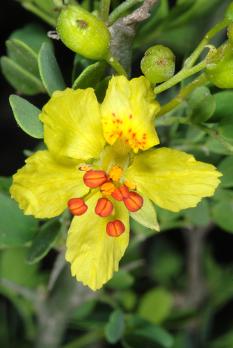 Parkinsonia (palo verde) (alternate view 4)