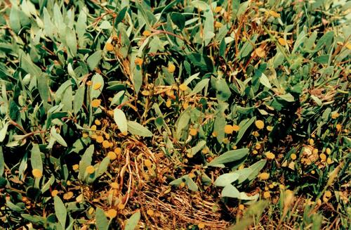 Cotula coronopifolia (brass buttons)