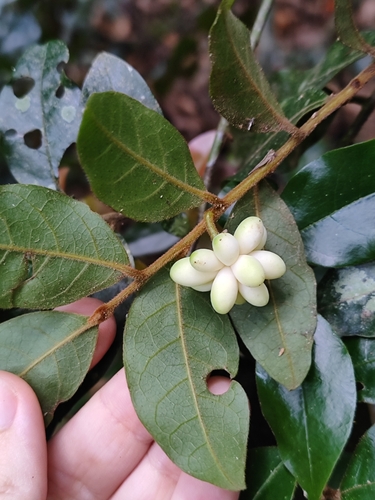 Annona (custard apples) (alternate view 5)