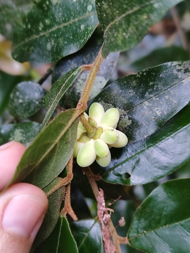 Annona (custard apples) (alternate view 6)
