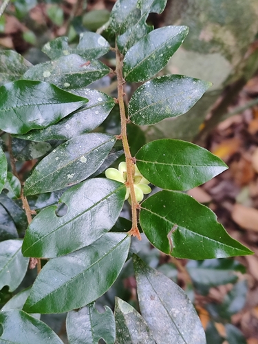 Annona (custard apples) (alternate view 8)