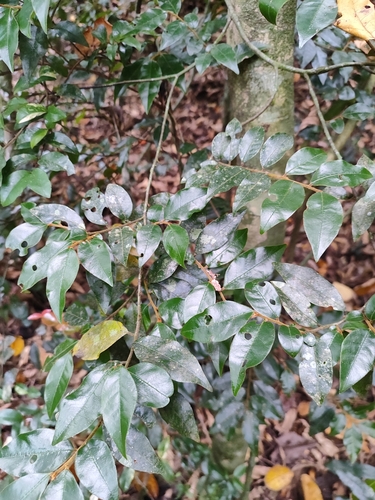 Annona (custard apples) (alternate view 9)