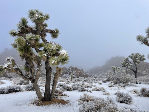 Yucca brevifolia (Western Joshua Tree) (alternate view 5)