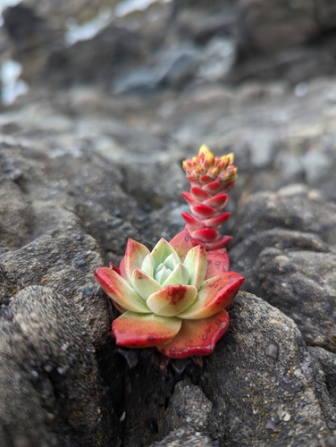 Dudleya farinosa (Bluff Lettuce) (alternate view 4)