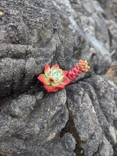 Dudleya farinosa (Bluff Lettuce) (alternate view 5)