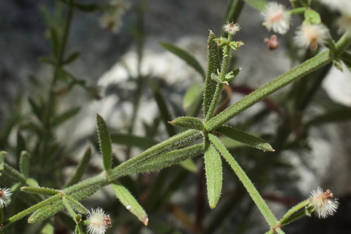 Galium angustifolium (Narrow-leaved Bedstraw) (alternate view 2)