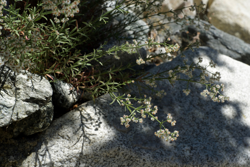 Galium angustifolium (Narrow-leaved Bedstraw) (alternate view 3)