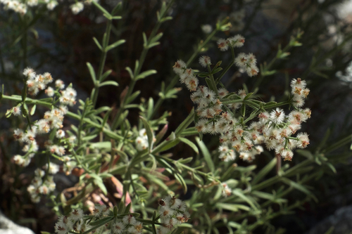 Galium angustifolium (Narrow-leaved Bedstraw)