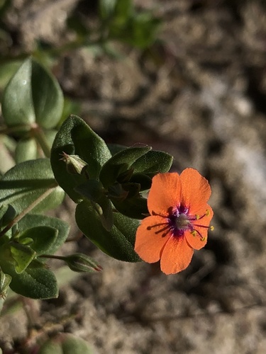 Lysimachia arvensis (scarlet pimpernel)