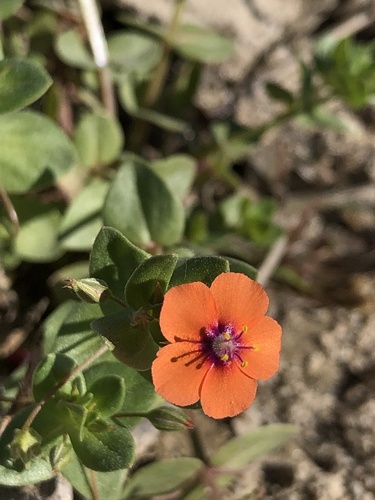 Lysimachia arvensis (scarlet pimpernel)