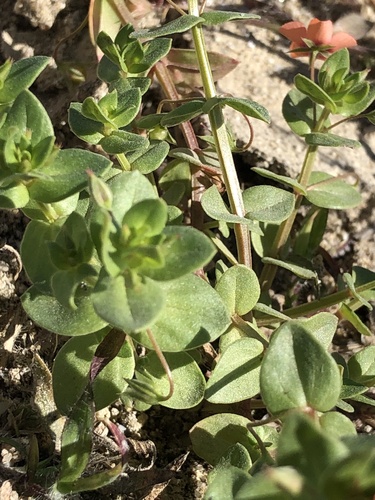Lysimachia arvensis (scarlet pimpernel)