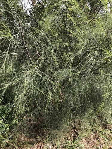 Exocarpos strictus (Pale-fruit Ballart) (alternate view 2)