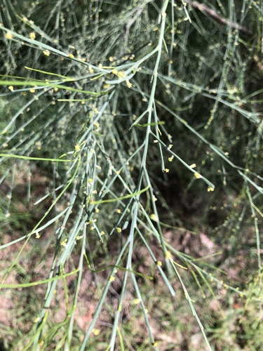 Exocarpos strictus (Pale-fruit Ballart)