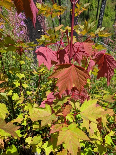 Acer glabrum (Douglas Maple)
