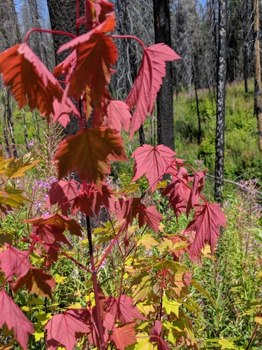 Acer glabrum (Douglas Maple) (alternate view 2)